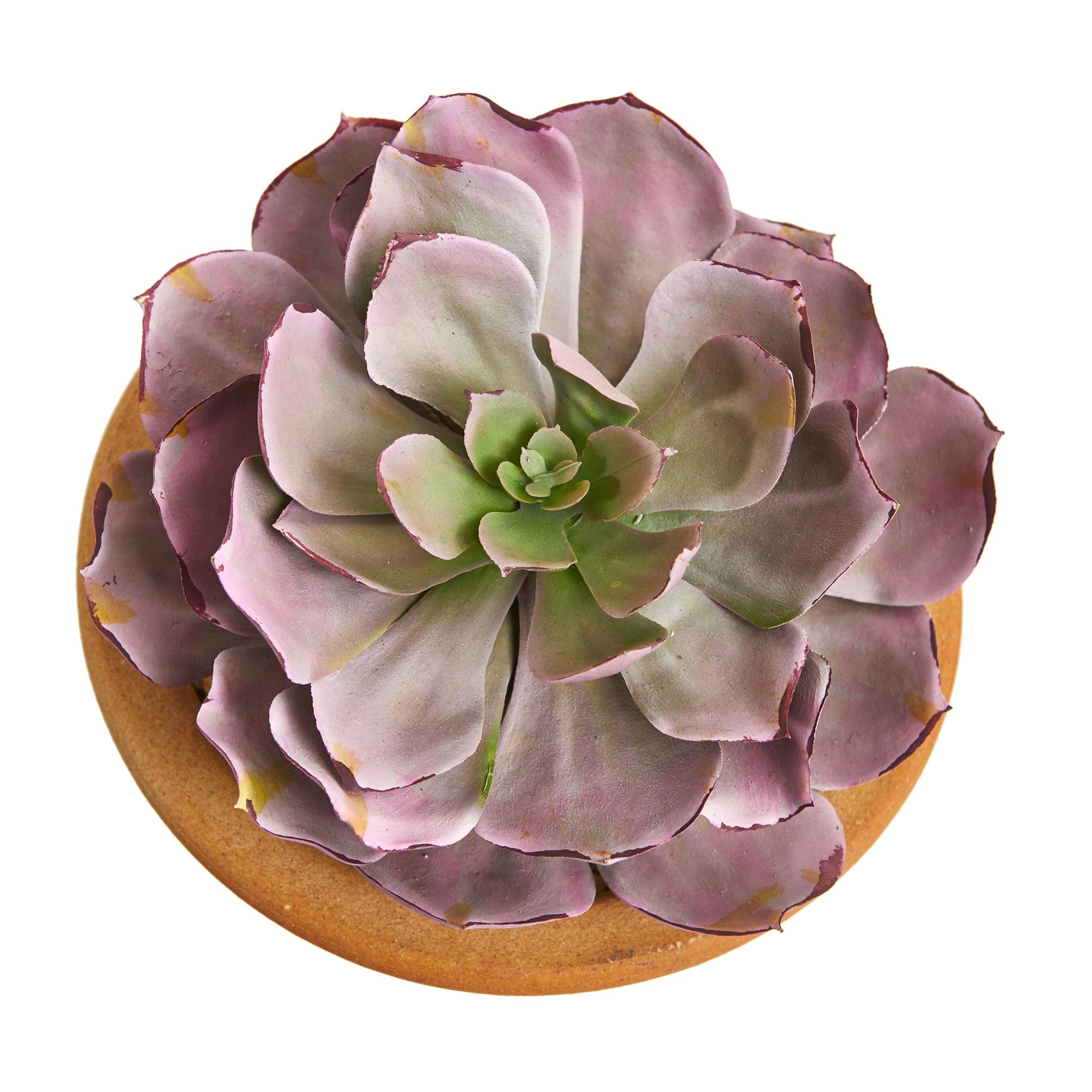 10" Large Succulent Plant in Ceramic Vase (Set of 2)