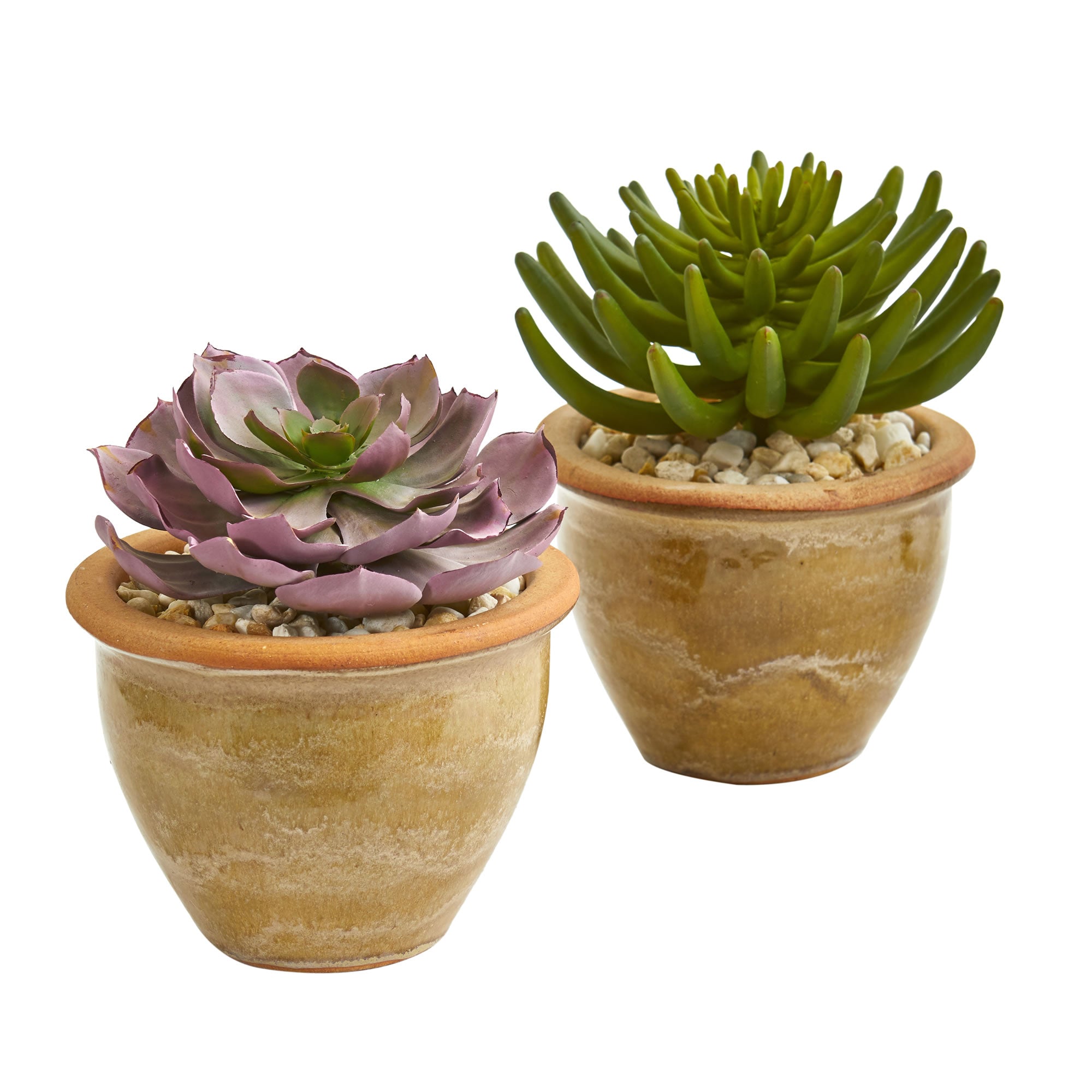 10" Large Succulent Plant in Ceramic Vase (Set of 2)