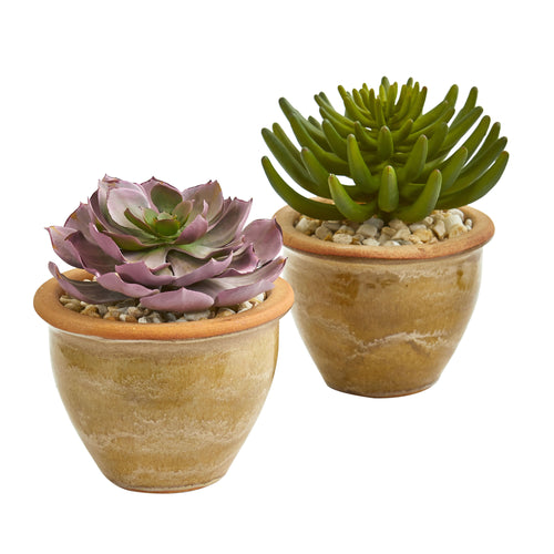 10" Large Succulent Plant in Ceramic Vase (Set of 2)